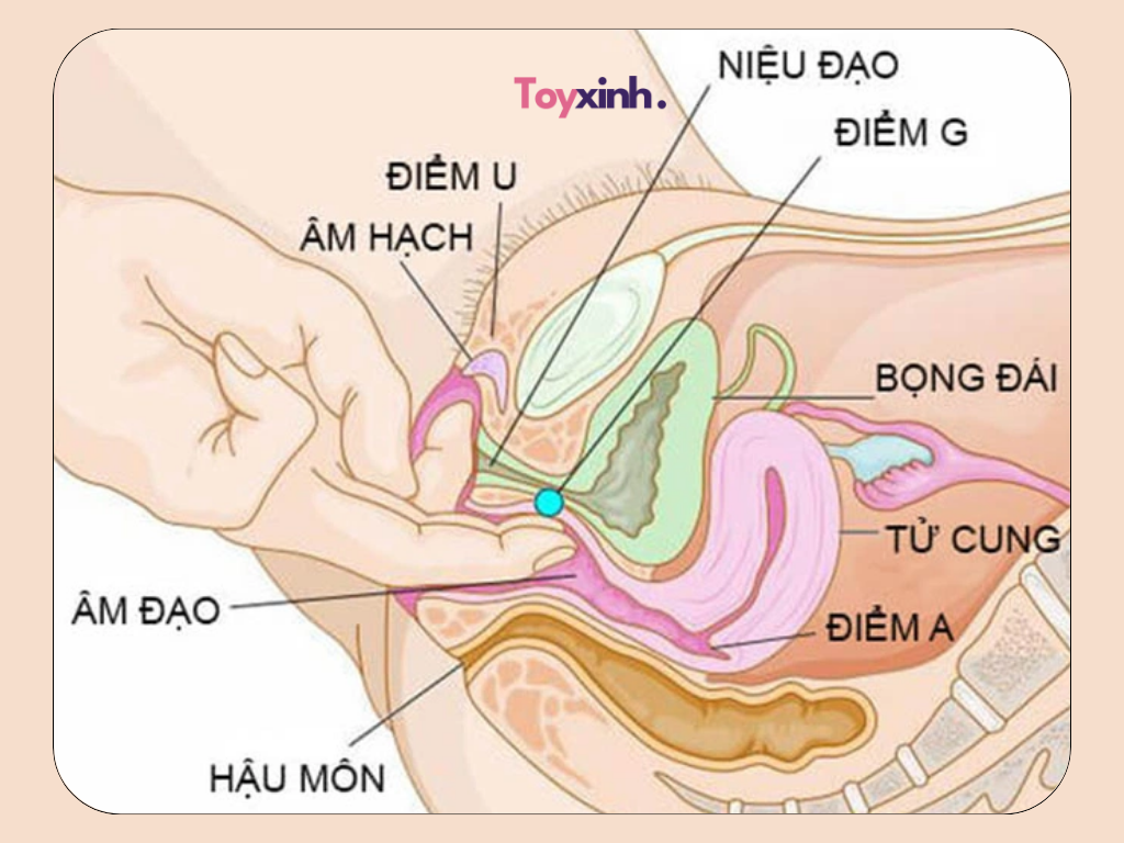 Điểm G nằm ở đâu?